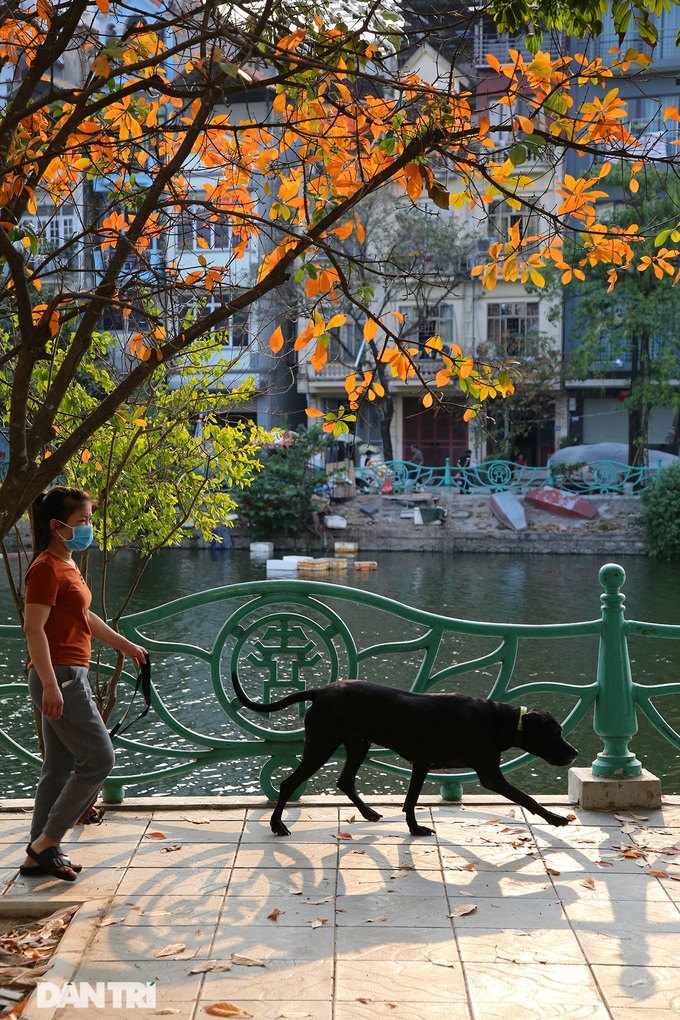 Hanoi trees mark return of spring - 4