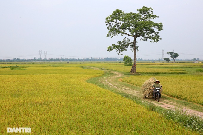 Hanoi's suburbs during ripening rice season - 4 Hanoi's suburbs during ripening rice season - 4
