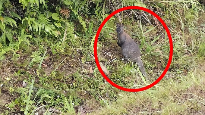 Three kangaroos found in Cao Bang - 1