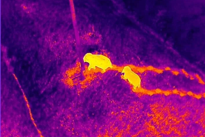 Wild elephants continue to eat crops in Dong Nai - 1 Wild elephants continue to eat crops in Dong Nai - 1