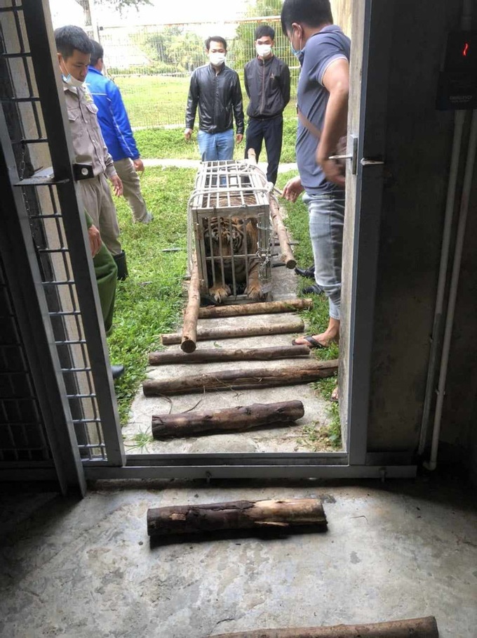 200-kilo tiger found in Quang Tri car - 2 200-kilo tiger found in Quang Tri car - 2