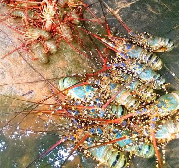 Japanese help treat pollution at Vietnam's largest lobster hub - 2 Japanese help treat pollution at Vietnam's largest lobster hub - 2