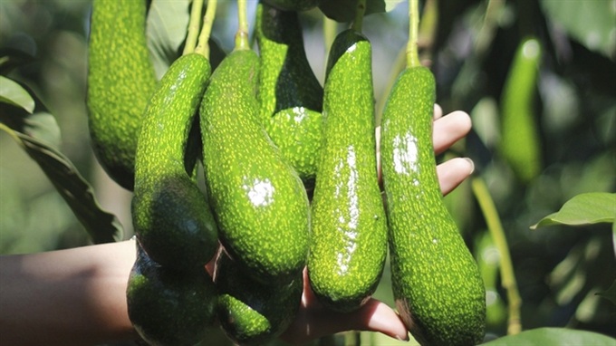 Vietnam trying to get US export licence for avocados - 1