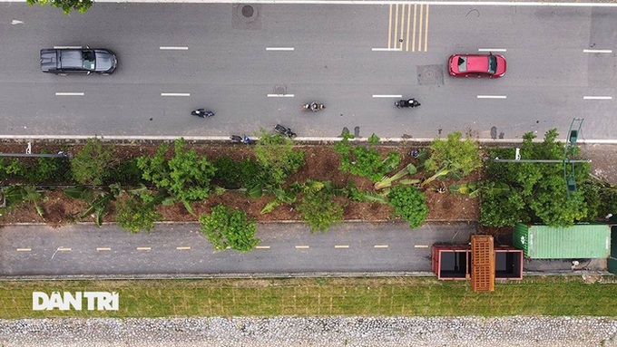Hundreds of trees relocated for Hanoi drainage project - 2