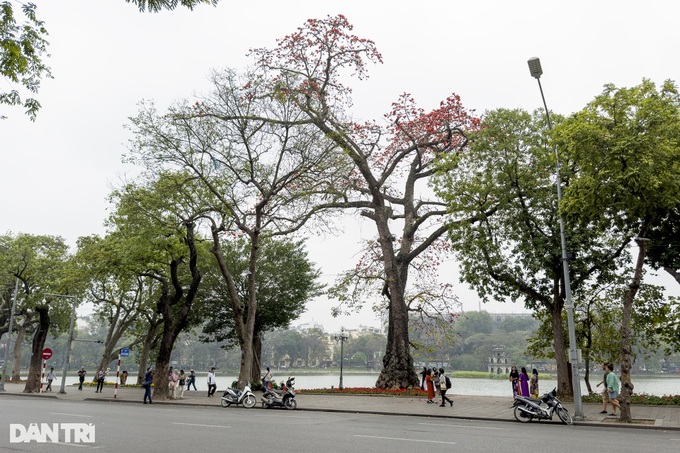 Red silk cotton flower season in Hanoi - 9