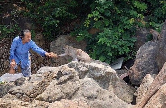 Rare Quang Nam monkey troop handed over to Gia Lai national park - 1 Rare Quang Nam monkey troop handed over to Gia Lai national park - 1