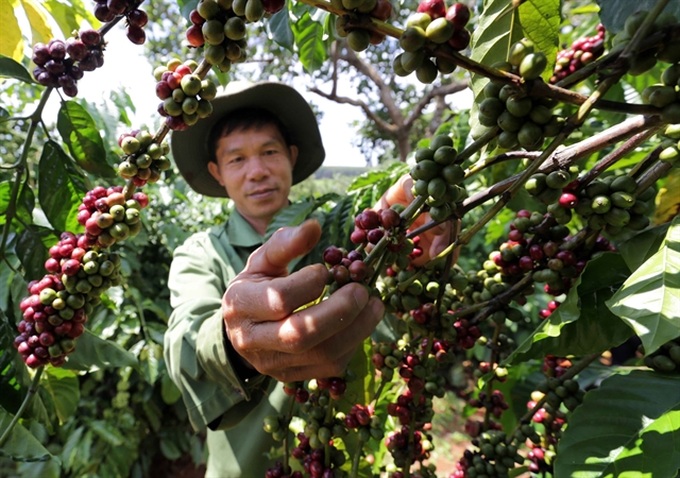 118,202ha of old coffee trees replaced in Central Highlands - 1
