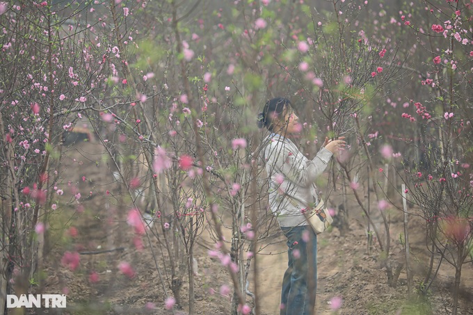 Early Hanoi peach blossoms signal Tet nears - 4