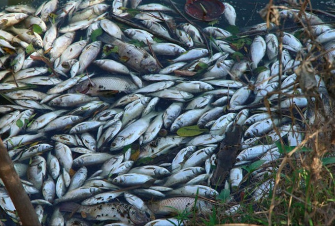 Mass fish deaths on Ha Nam river - 1 Mass fish deaths on Ha Nam river - 1
