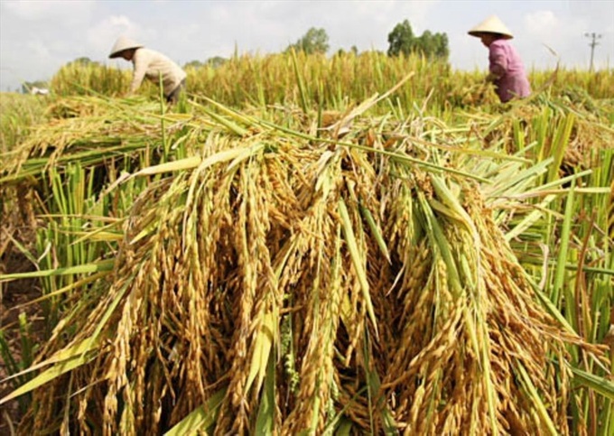 Rice exports see dropping prices due to declining demand - 1
