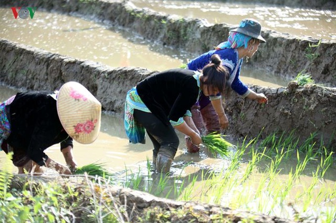 Stunning rice terraced fields in Lai Chau - 5