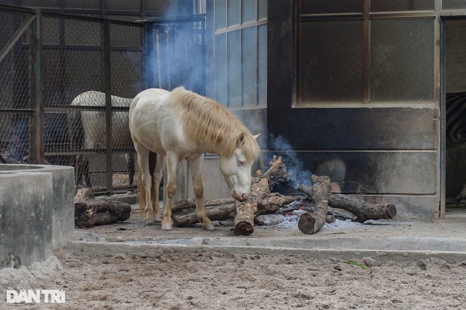 Hanoi zoo lights fires to keep animals warm - 5