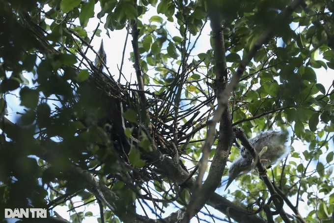 Hanoi central lake attracts wild birds - 5