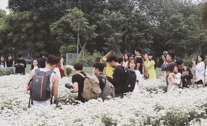 Hanoians flock to daisy garden for photos - 3