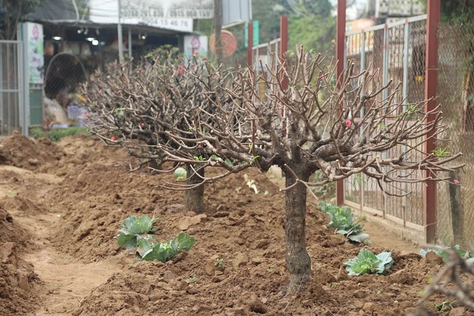 Post-Tet peach tree care service in high demand in Hanoi - 3