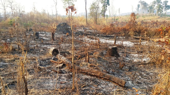 Central Highlands forest suffers deliberate fire - 1 Central Highlands forest suffers deliberate fire - 1