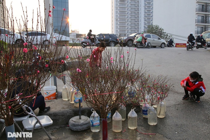 Early peach blossoms on Hanoi streets - 4