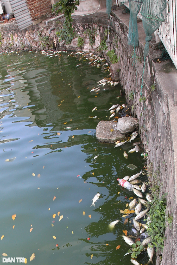 Mass fish deaths continue in Hanoi's West Lake - 2 Mass fish deaths continue in Hanoi's West Lake - 2
