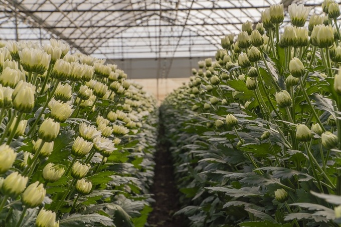 Dalat flower workers busy preparing for Tet - 5