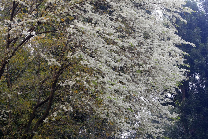 Hanoi streets covered by white sua flower - 5