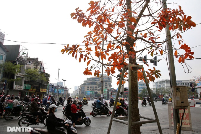 Hanoi trees mark return of spring - 8