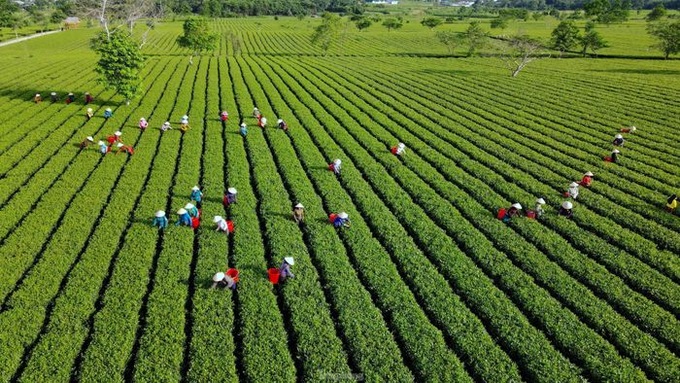 Stunning beauty of Ha Tinh tea plantation - 6