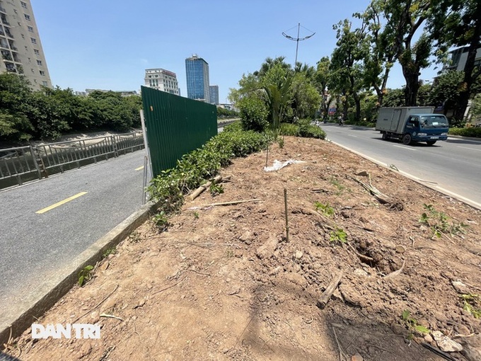 Hundreds of trees relocated for Hanoi drainage project - 3