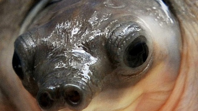 Smugglers arrested in Malaysia with over 3,000 rare turtles - 1 Smugglers arrested in Malaysia with over 3,000 rare turtles - 1