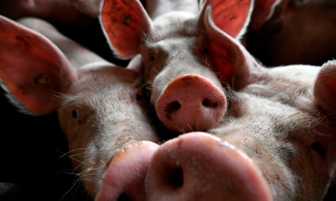 Philippines confirms first swine fever cases - 1