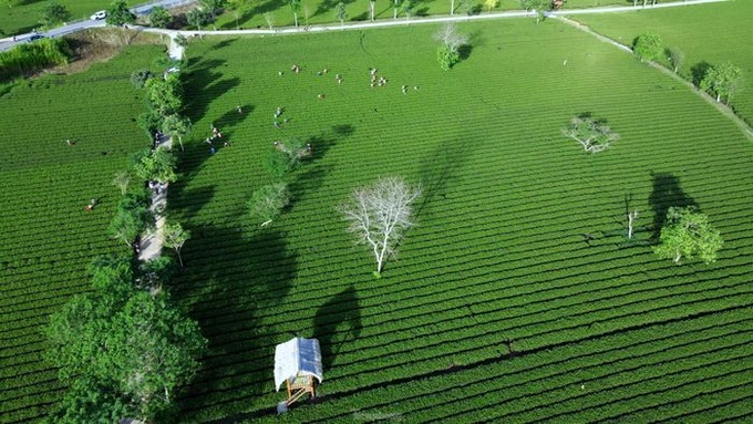 Stunning beauty of Ha Tinh tea plantation - 2