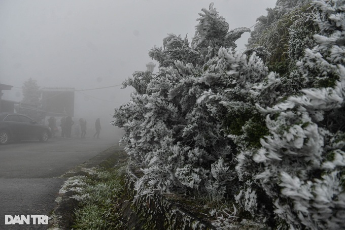 Lang Son mountain covered in frost - 6