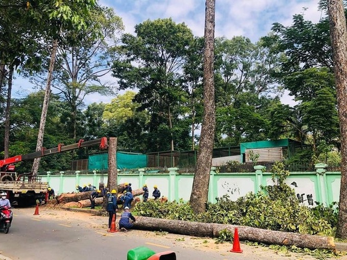 HCM City's second metro line threatens 400 trees - 1