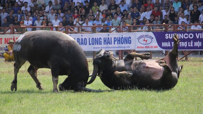 Haiphong buffalo fighting festival resumed after pandemic - 1 Haiphong buffalo fighting festival resumed after pandemic - 1