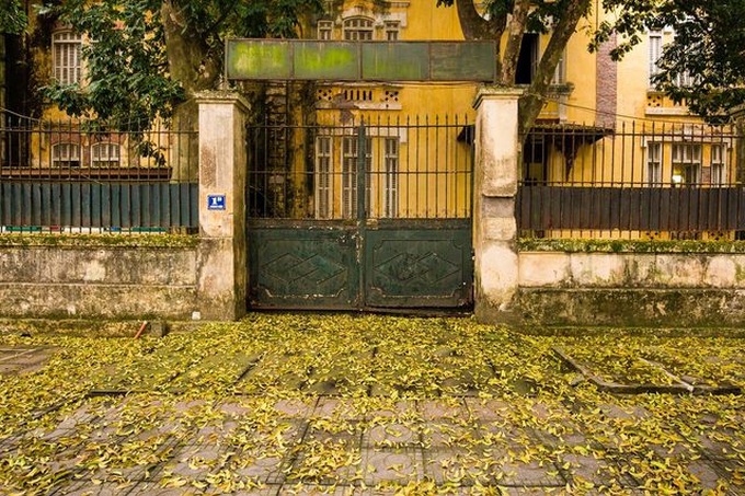 Hanoi in falling leaf season - 6