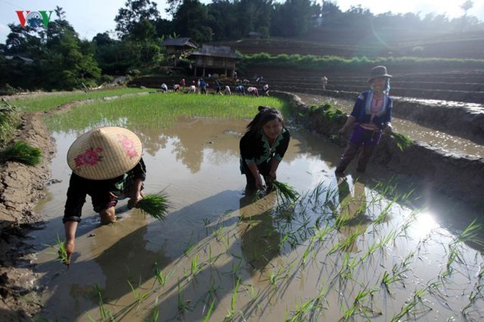 Stunning rice terraced fields in Lai Chau - 6