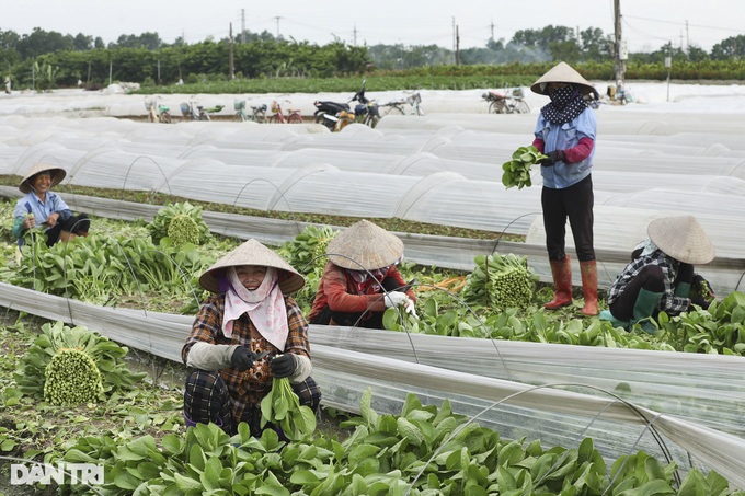 Stunning flower and vegetable fields in Hanoi’s suburbs - 5 Stunning flower and vegetable fields in Hanoi’s suburbs - 5
