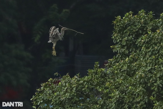 Hanoi central lake attracts wild birds - 2