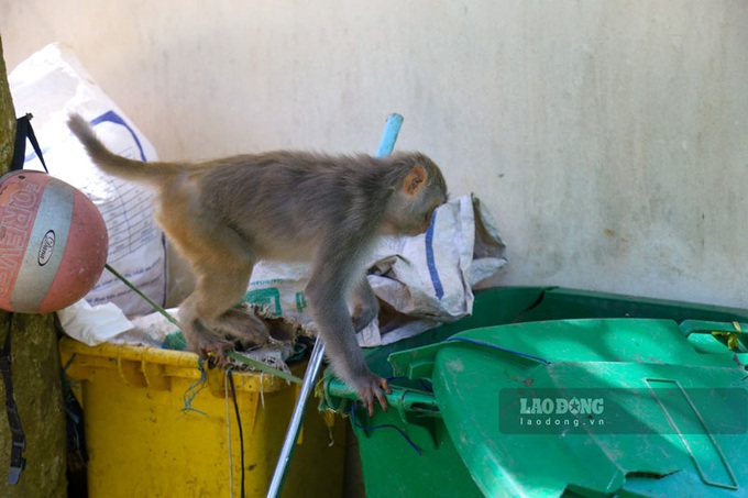 Expert calls Son Tra monkey feeding needs to be resolved - 1 Expert calls Son Tra monkey feeding needs to be resolved - 1