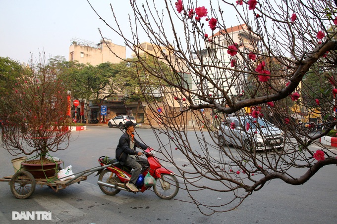 Early peach blossoms on Hanoi streets - 9