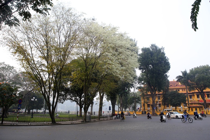 Hanoi streets covered by white sua flower - 2