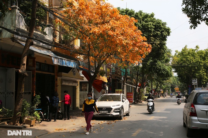 Hanoi trees mark return of spring - 5