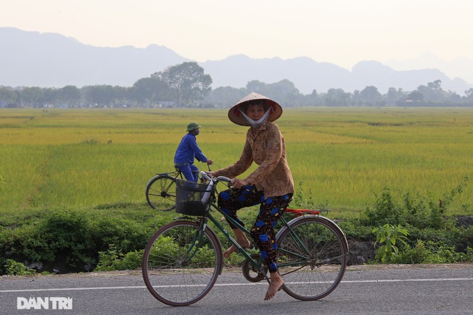 Hanoi's suburbs during ripening rice season - 6 Hanoi's suburbs during ripening rice season - 6