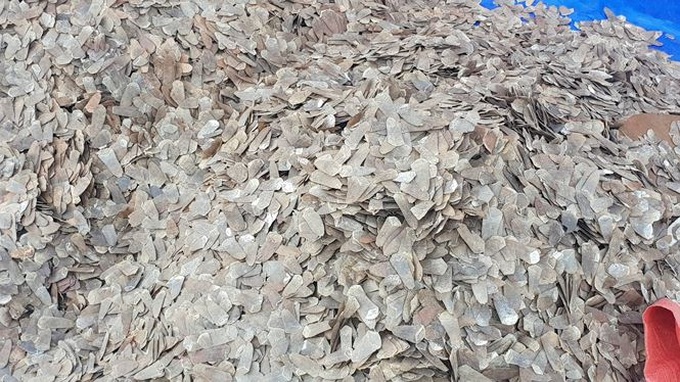 Six tonnes of pangolin scales seized - 1