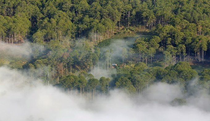 VND28trn to be spent on forest protection - 1 VND28trn to be spent on forest protection - 1