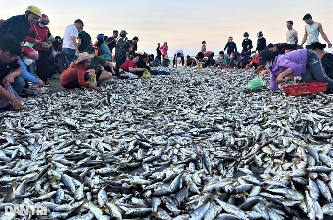 Ha Tinh fishermen enjoy big catches - 6