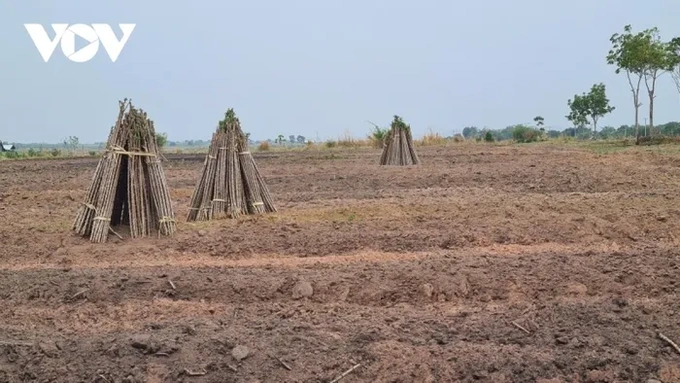 Central Highlands farmers cut down cashew trees due to low prices - 2
