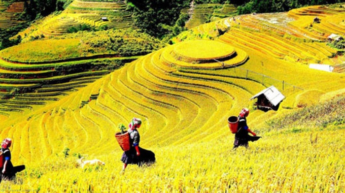 Mu Cang Chai terrace fields among world’s most colorful places - 1