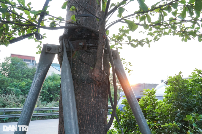 Hanoi trees experience growing pains - 1 Hanoi trees experience growing pains - 1