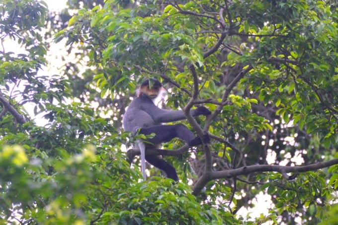 WWF-Vietnam, GreenViet work to protect endangered primates - 2