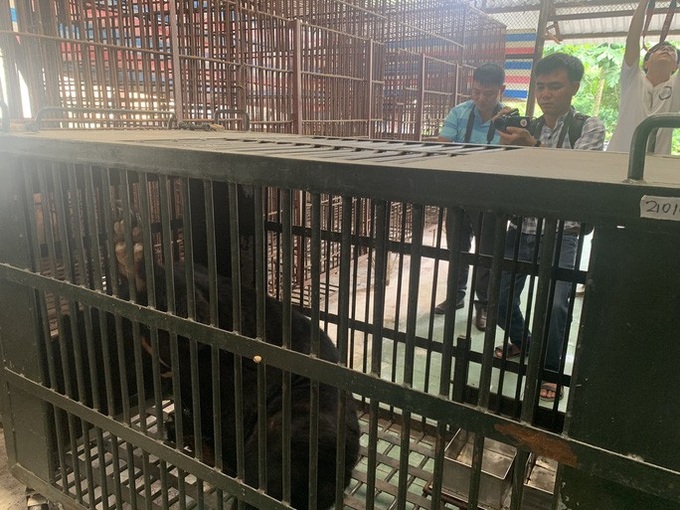 Caged bears rescued in Binh Duong - 3 Caged bears rescued in Binh Duong - 3